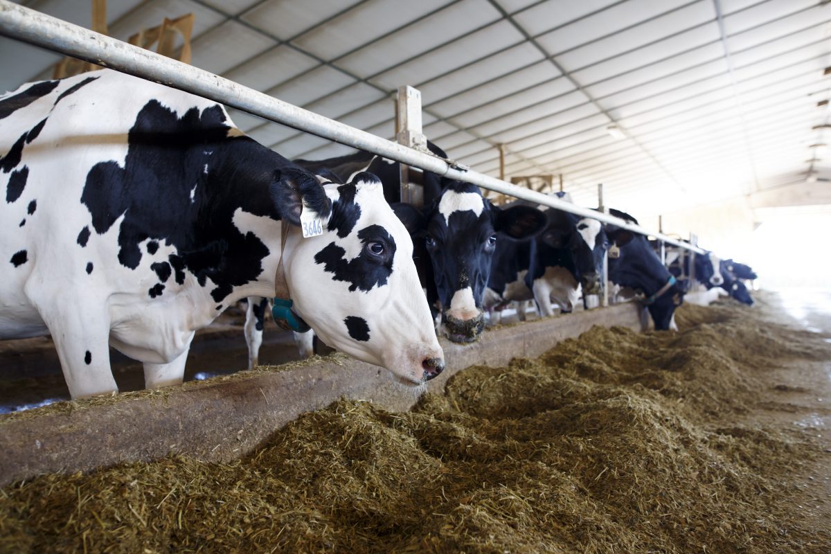 Hình ảnh những con bò sữa trong chuồng trại sau khi được vắt sữa. (Ảnh: Cole Burston/Getty)