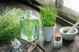Silica trong thực vật như cỏ đuôi ngựa có thể rất hữu ích trong việc loại bỏ nhôm. (Chamille White/Shutterstock)