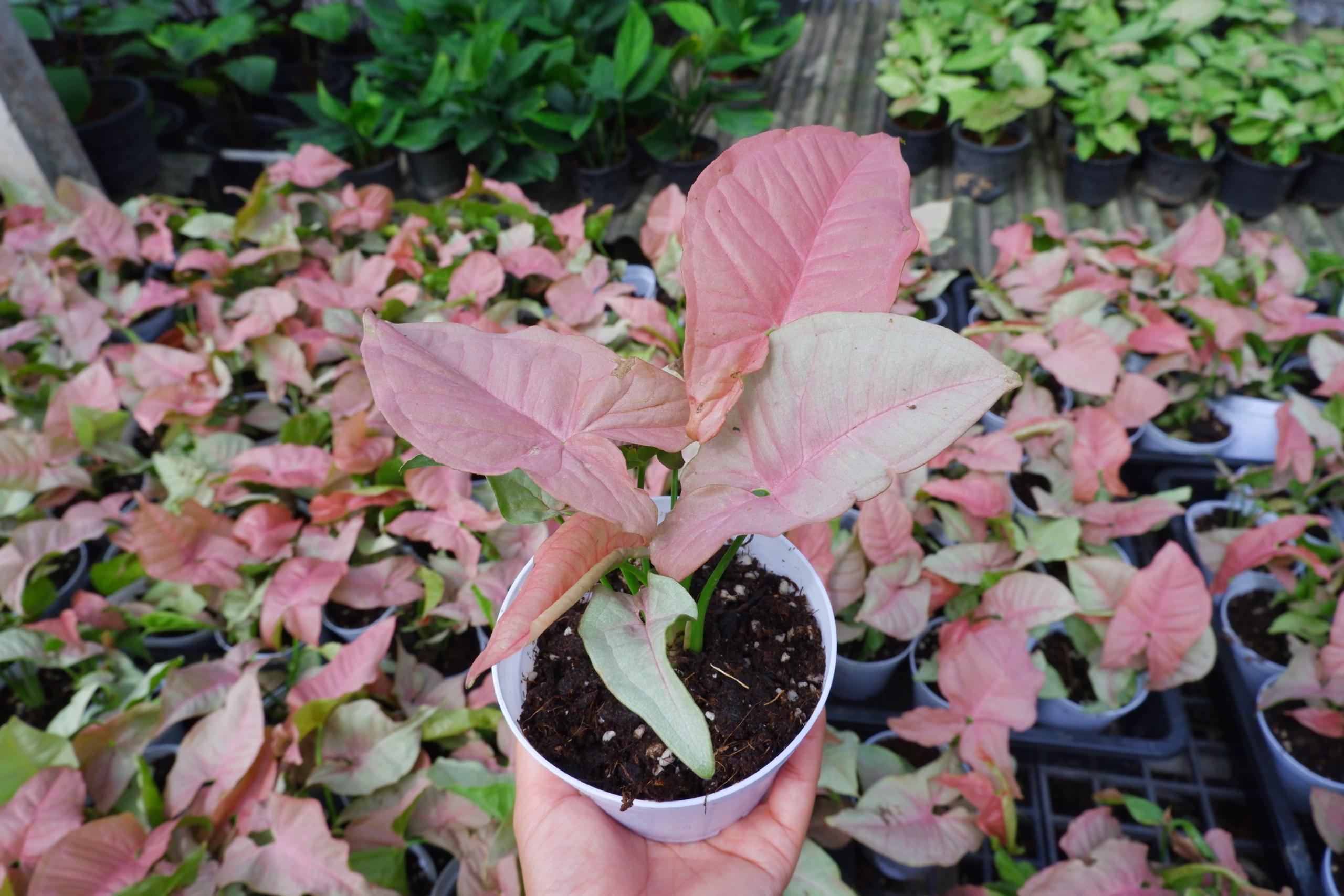 Cây Bạch hồ điệp có những chiếc lá màu hồng mềm mại đáng yêu, hơn nữa rất dễ chăm sóc. (Ảnh: Shutterstock)