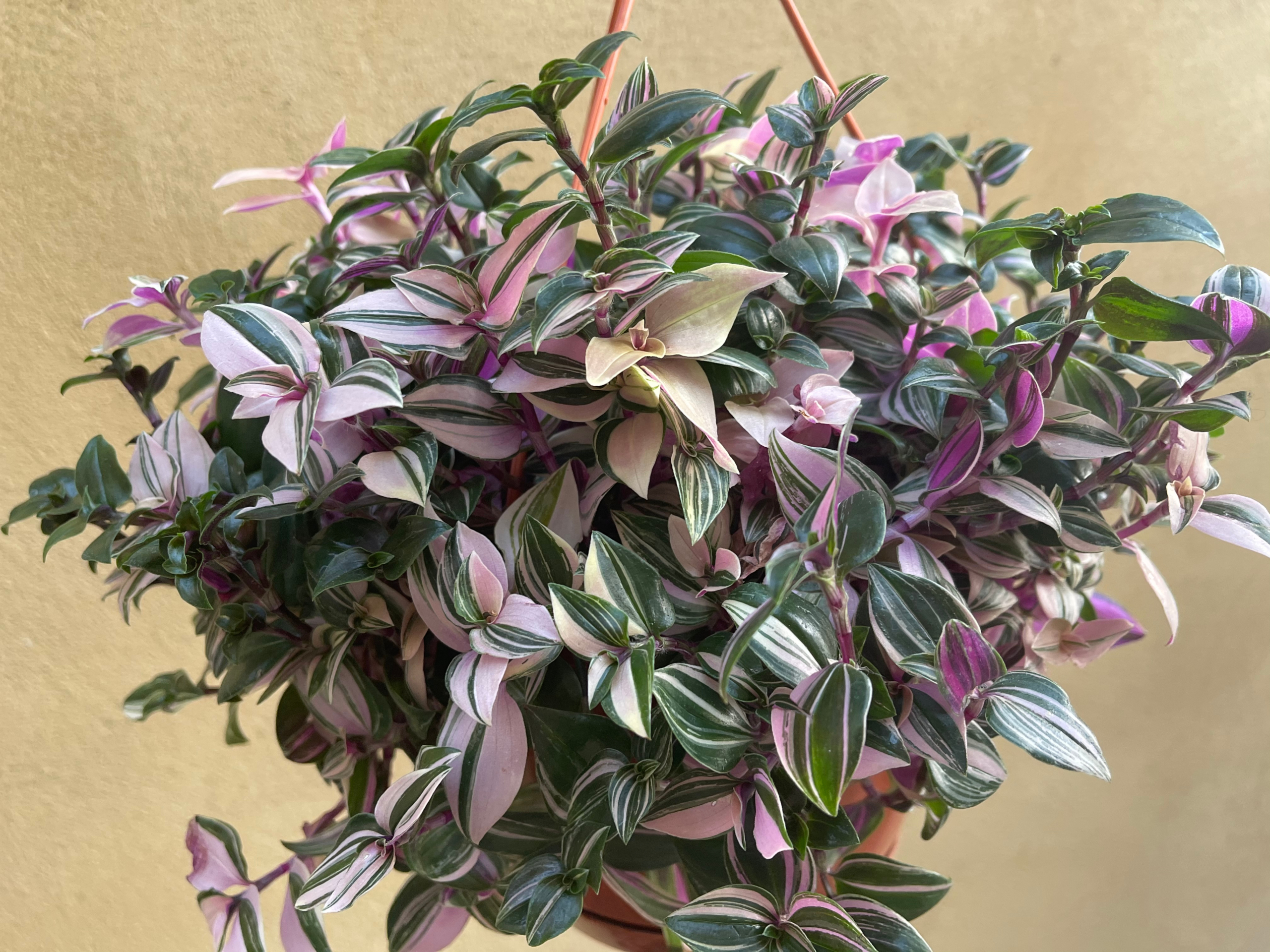 Cây Thài lài tía là ngôi sao trong các loài cây cảnh, với khí chất lãng mạn, có thể trồng trong chậu hoa treo, là lựa chọn tốt nhất để nâng cao phong cách trong nhà. (Ảnh: Shutterstock)