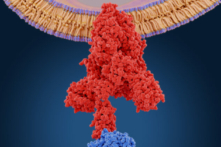 Protein gai của coronavirus (màu đỏ) là yếu tố trung gian giúp virus xâm nhập vào tế bào chủ. Protein có thể gắn với angiotensin converting enzyme 2 (màu xanh) và hợp nhất virus với màng tế bào. (Ảnh: Juan Gaertner/Shutterstock)