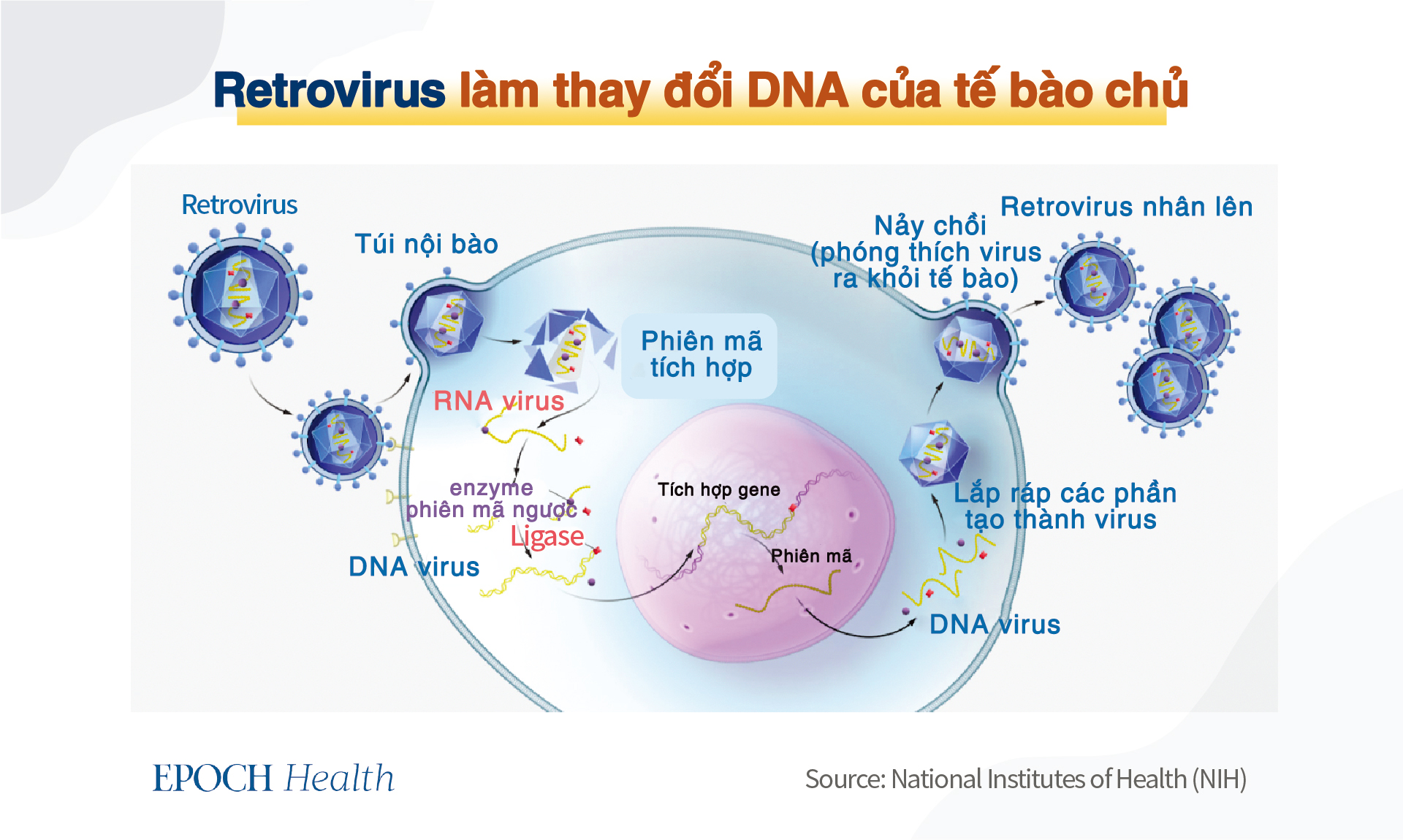Retrovirus chiếm 8% DNA của người, có thể tốt cho miễn dịch