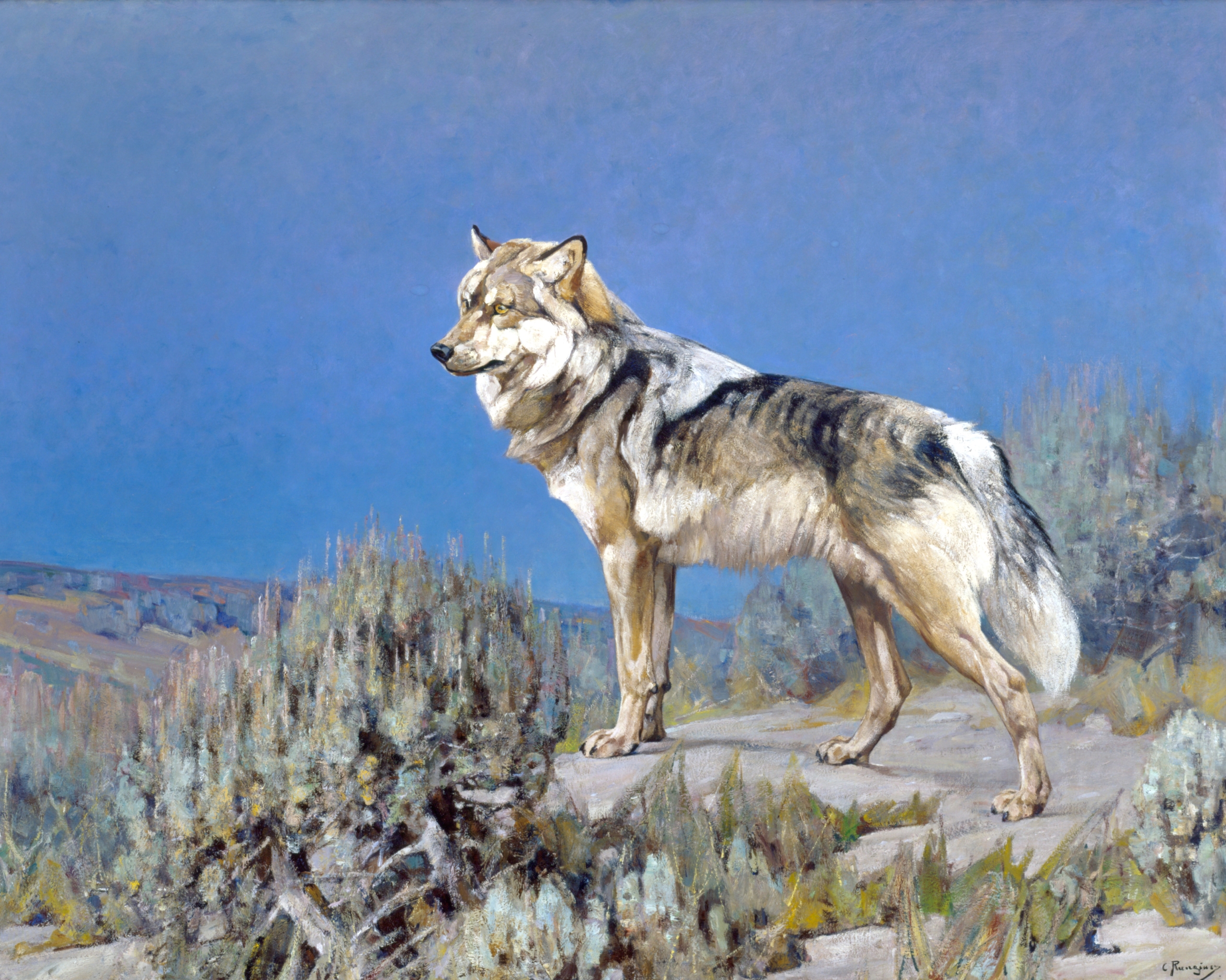 Tác phẩm “Sói Xám,” tiểu bang Wyoming, được vẽ khoảng năm 1927, họa sĩ Carl Rungius (Nước Đức, 1869 – 1959). Tranh sơn dầu trên vải canvas. Kích thước: 60 inch x 75 inch (khoảng 1500 mm x 1875 mm). Quà tặng cho tổ chức bảo tồn bất vụ lợi Jackson Hole Preserve, Viện Bảo Tàng Thiên Nhiên Hoang Dã Quốc Gia. (Ảnh: Bản quyền của họa sĩ Carl Rungius)