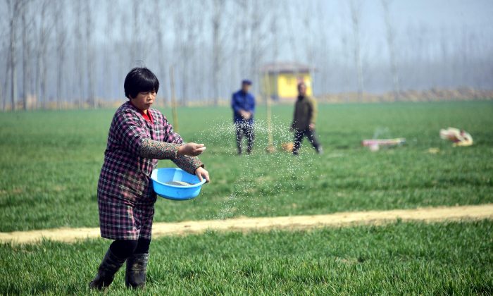 Nông dân Trung Quốc làm việc trên một cánh đồng lúa mì ở huyện Trì Bình, tỉnh Sơn Đông, Trung Quốc, vào ngày 15/03/2017. (Ảnh: STR/AFP/Getty Images)