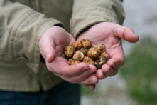 Một nắm nấm truffle trắng của tiểu bang Oregon. (Ảnh: Đăng dưới sự cho phép của anh Czarnecki)