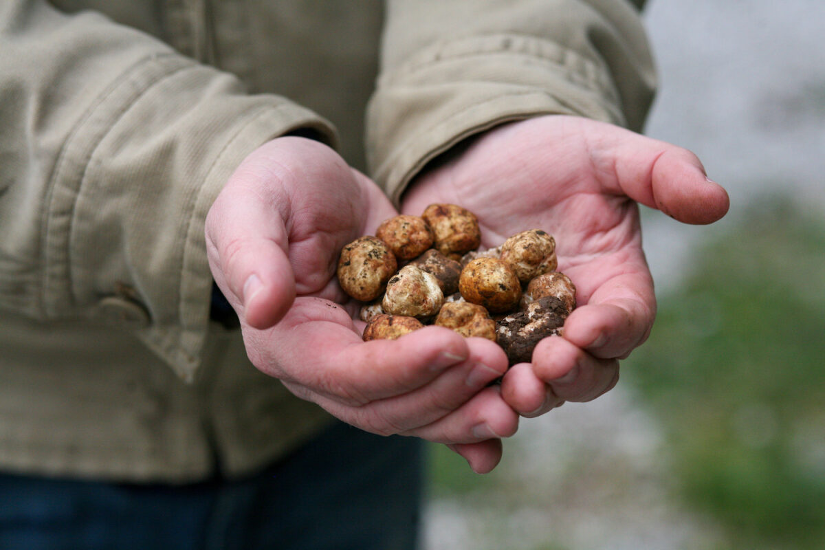 Vì sao những loài nấm truffle hoang dã ở Oregon có thể sánh ngang với các loại nấm truffle của  Âu Châu
