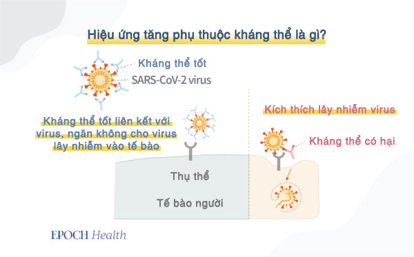 Trung Cộng đã khiến virus phát triển lan tràn như thế nào?