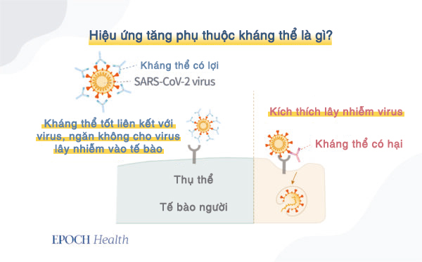 Trung Cộng đã khiến virus phát triển lan tràn như thế nào?