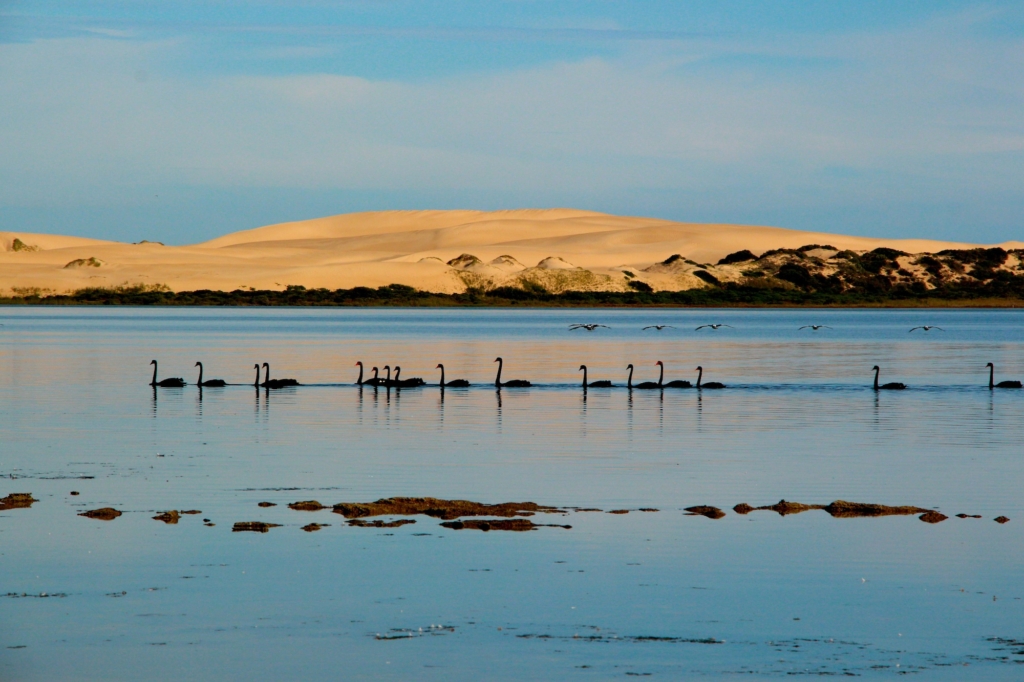 “THIÊN NGA ĐEN Ở COORONG.” (Ảnh: Đăng dưới sự cho phép của anh Christian Spencer)