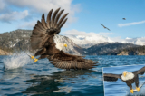 Bức ảnh này cho thấy phong cảnh hùng vĩ của vùng Alaska ở phía sau, và hai con đại bàng khác đang trong tư thế sẵn sàng để giành lấy con cá trong trường hợp chú chim này trượt.(Ảnh: Đăng dưới sự cho phép của ông Alan Murphy)
