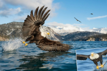 Bức ảnh này cho thấy phong cảnh hùng vĩ của vùng Alaska ở phía sau, và hai con đại bàng khác đang trong tư thế sẵn sàng để giành lấy con cá trong trường hợp chú chim này trượt.(Ảnh: Đăng dưới sự cho phép của ông Alan Murphy)