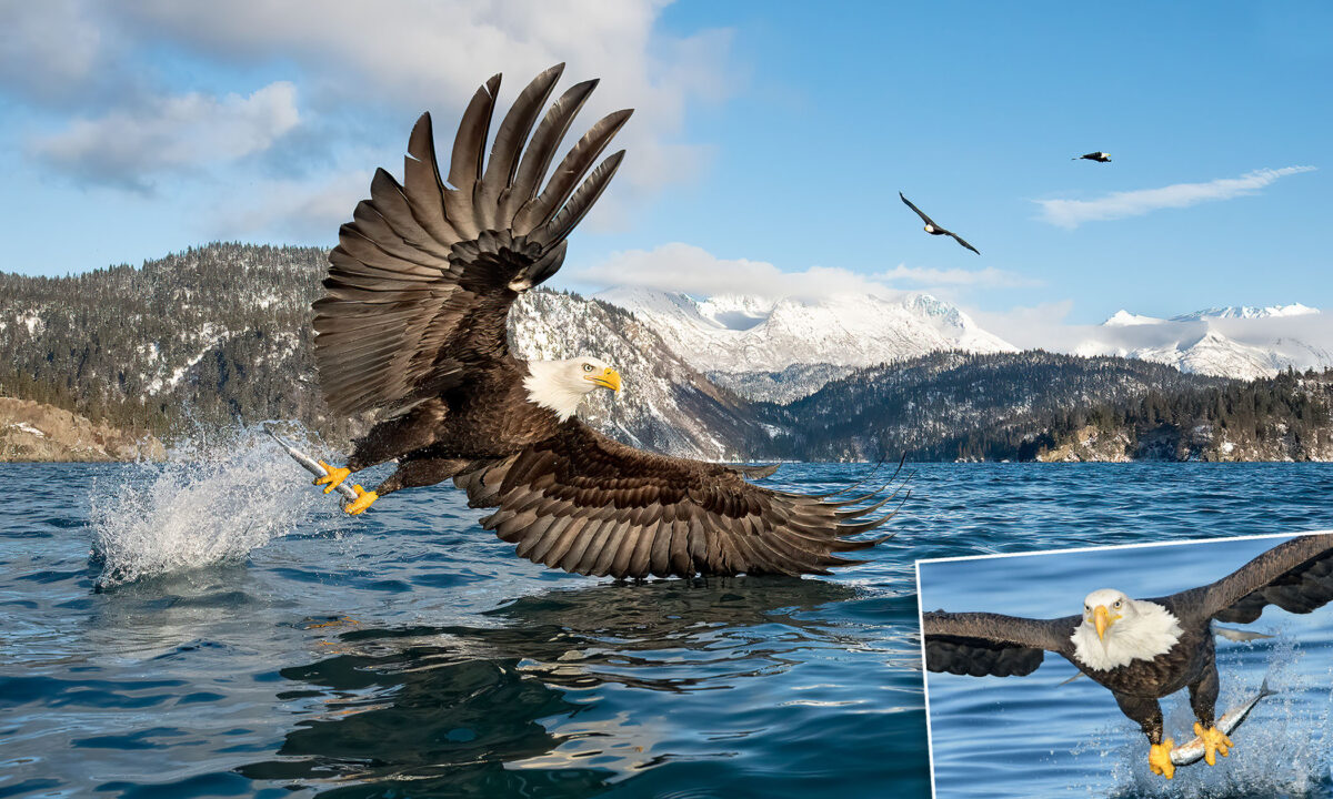 Khoảnh khắc đại bàng đầu trắng săn mồi từ nhiếp ảnh gia chuyên chụp các loài chim
