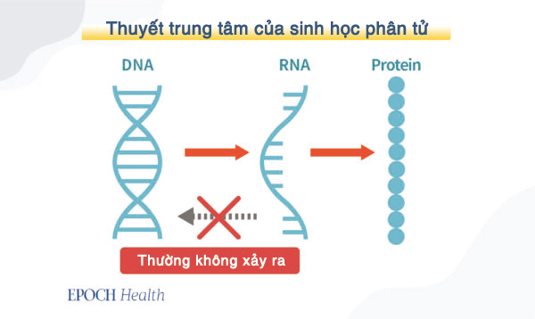 Trung Cộng đã khiến virus phát triển lan tràn như thế nào?