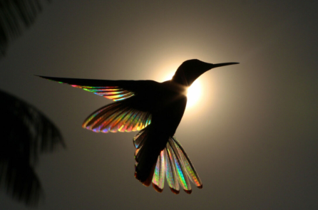 Lăng kính về những đôi cánh: Những bức ảnh đạt giải chụp chim ruồi và những đôi cánh sắc cầu vồng