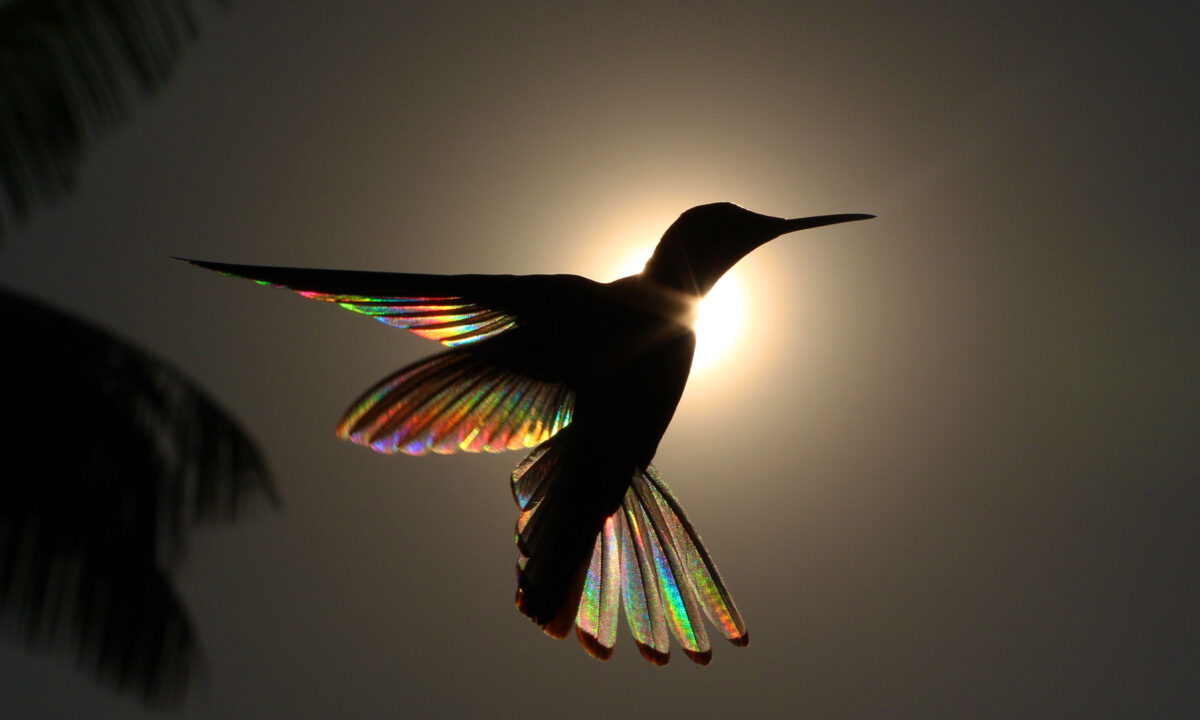 Lăng kính về những đôi cánh: Những bức ảnh đạt giải chụp chim ruồi và những đôi cánh sắc cầu vồng