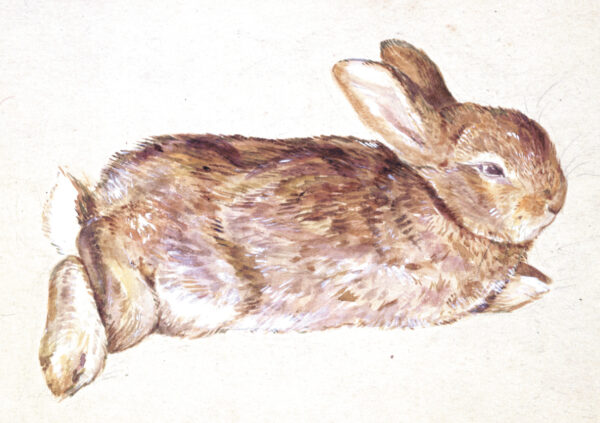 Bức tranh vẽ một con thỏ (Peter Piper) của bà Beatrix Potter vào khoảng năm 1892. Bảo tàng Victoria và Albert, London. (Ảnh: Bảo tàng Victoria và Albert, London/Được sự cho phép của nhà xuất bản Frederick Warne & Co. Ltd.)