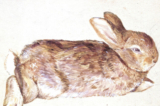 Tranh vẽ một chú thỏ (chú thỏ Peter Piper) của nữ tác giả Beatrix Potter, vào khoảng năm 1892. (Ảnh: Bảo tàng Victoria và Albert, London/Được sự cho phép của nhà xuất bản Frederick Warne & Co.)