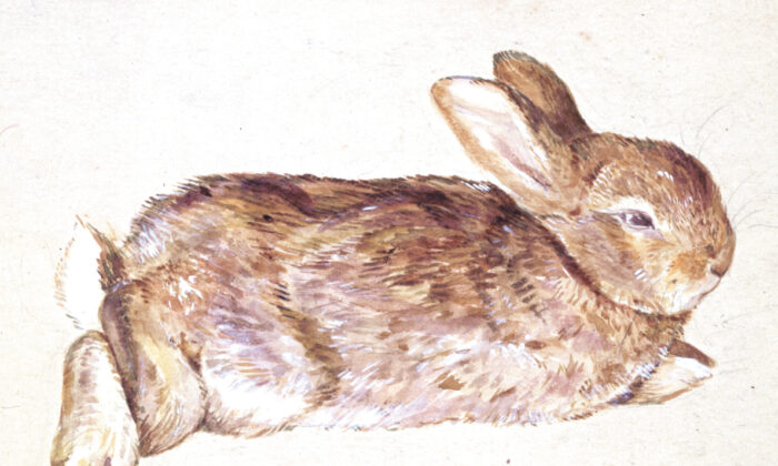 Tranh vẽ một chú thỏ (chú thỏ Peter Piper) của nữ tác giả Beatrix Potter, vào khoảng năm 1892. (Ảnh: Bảo tàng Victoria và Albert, London/Được sự cho phép của nhà xuất bản Frederick Warne & Co.)