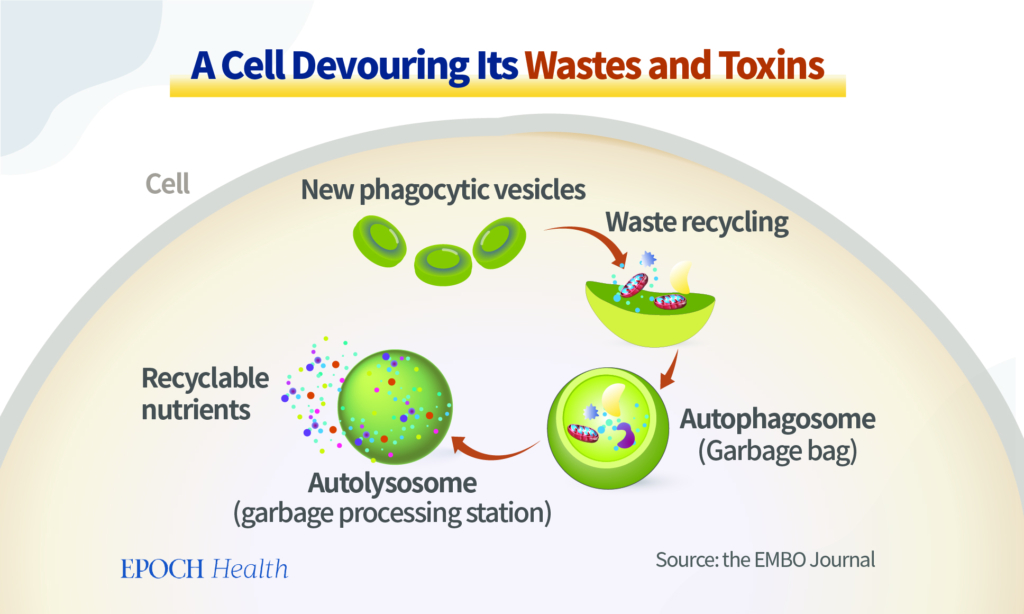 Hình 1 Tương tự của Hệ thống tái chế chất thải tự động