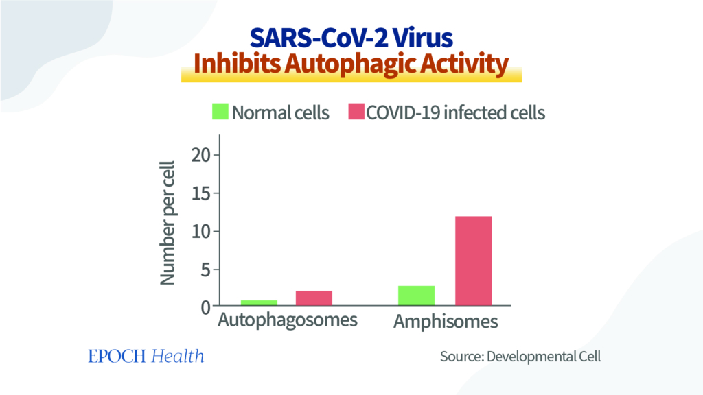Hình 2 SARS-CoV-2 ức chế quá trình tự thực. (Nguồn: https://www.cell.com/developmental-cell/fulltext/S1534-5807(20)31016-9)