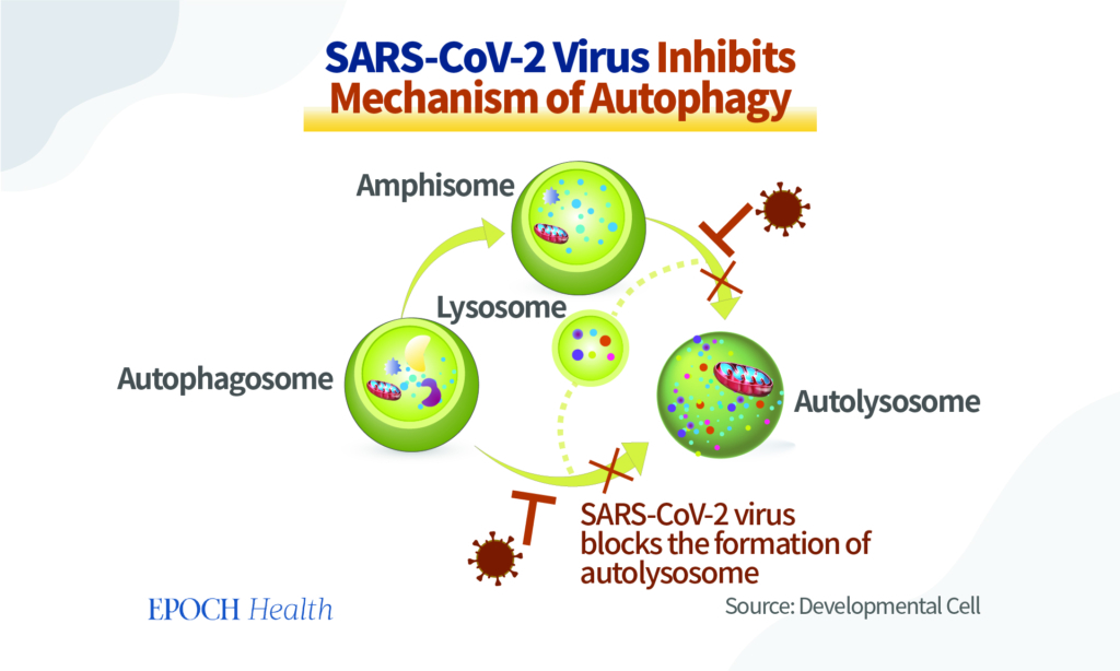 Hình 3 SARS-CoV-2 ức chế quá trình tái chế chất thải của tế bào Autophagy. (Nguồn: https://www.cell.com/developmental-cell/fulltext/S1534-5807(20)31016-9)