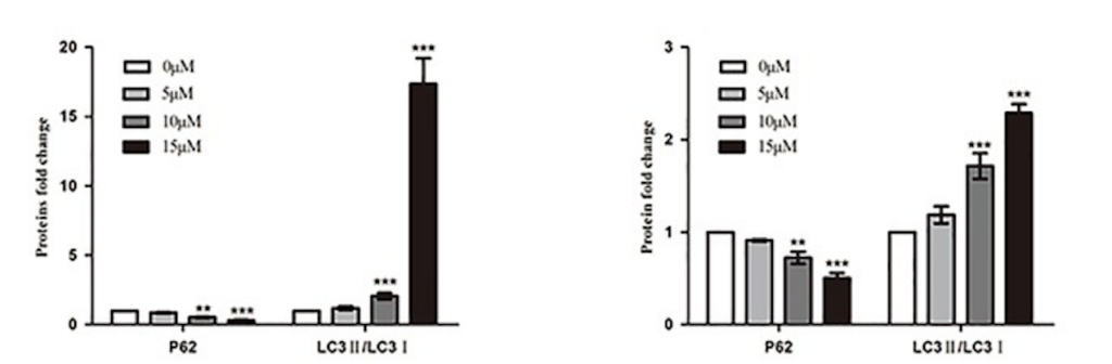 Hình 6 Tác dụng phụ thuộc vào liều lượng của IVM đối với protein liên quan đến autophagy LC3 trong hai Mô hình Tế bào. (Trái: Tế bào U251; Phải: Tế bào C6). (Nguồn: https://www.ncbi.nlm.nih.gov/pmc/articles/PMC6900471/)