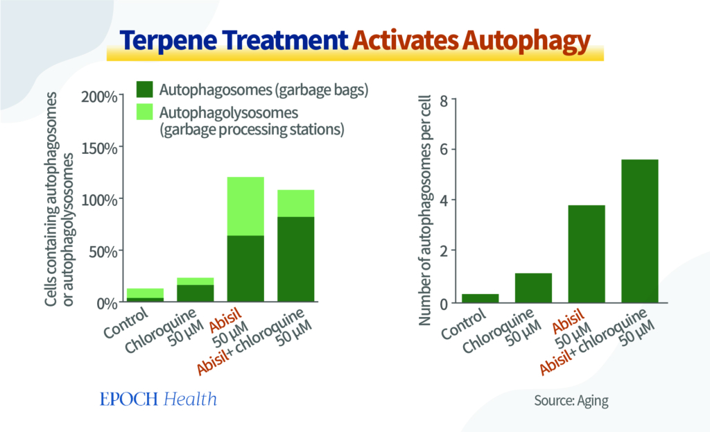 Hình 7 Điều trị Terpene Kích hoạt Autophagy. (Nguồn: https://www.aging-us.com/article/203448/text)