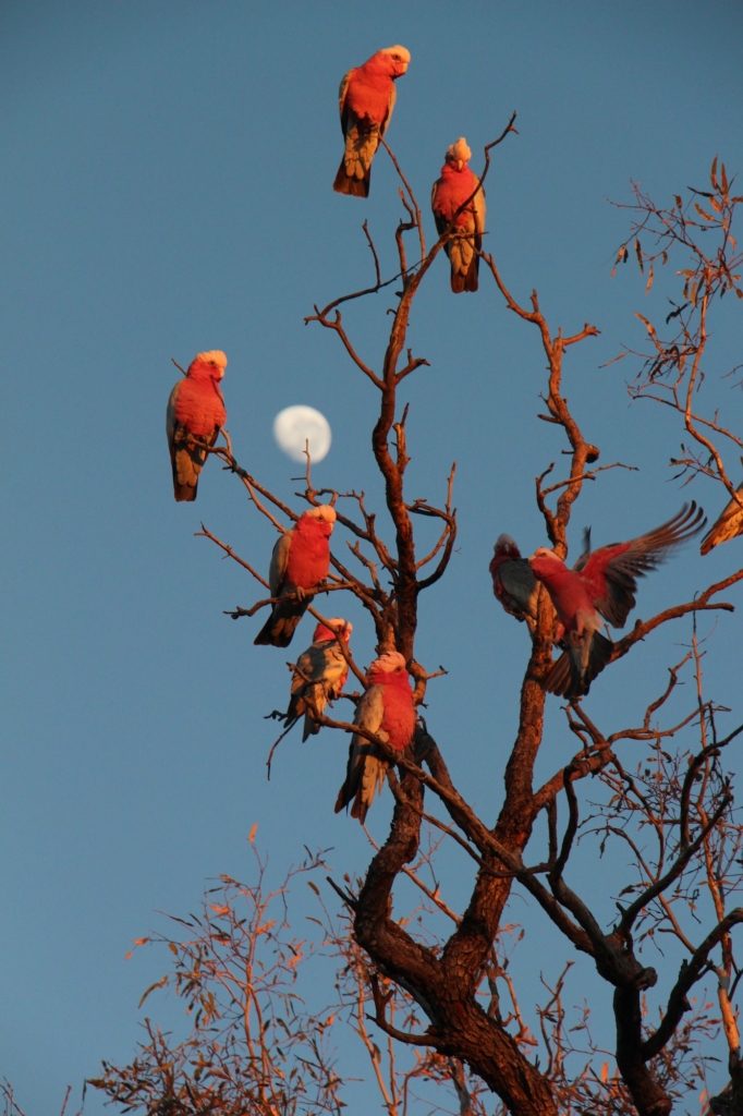 “VẸT GALAH VÀ ÁNH TRĂNG.” (Ảnh: Đăng dưới sự cho phép của anh Christian Spencer)