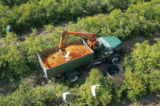 Nhìn từ trên cao, một máy xúc trái cây đang thu hoạch cam tại một khu rừng ở Fort Meade, Florida, hôm 01/02/2022. (Ảnh: Joe Raedle/Getty Images)
