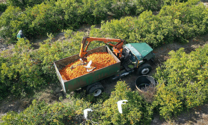 Florida thực hiện các bước để cứu ngành sản xuất cam quýt, bảo vệ đất nông nghiệp có giá trị khỏi người mua ngoại quốc