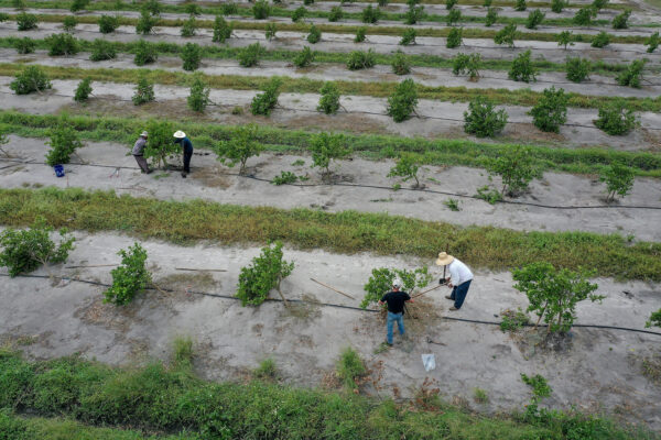 Nhân viên cố gắng dùng cọc chống đỡ những cây cam mới mọc trong một vườn cam ở Arcadia, Florida hôm 20/10/2022, sau cơn bão Ian. (Ảnh: của Joe Raedle/Getty)