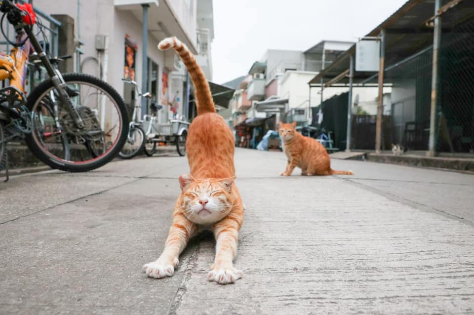 Một chú mèo lười vươn dài thân mình. Ảnh chụp vào ngày 09/02/2022, tại Hồng Kông. (Ảnh: Đăng dưới sự cho phép của Jason Ng)