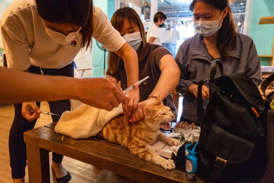 Vào tháng 11/2020, một nhóm nhân viên y tế của Hiệp hội Bảo vệ Động vật Bị bỏ rơi (SAA) đã đến Tai O để chích vaccine 3 trong 1 cho mèo lạc. (Ảnh: Trang Facebook của Tai O Stray Cat Home)