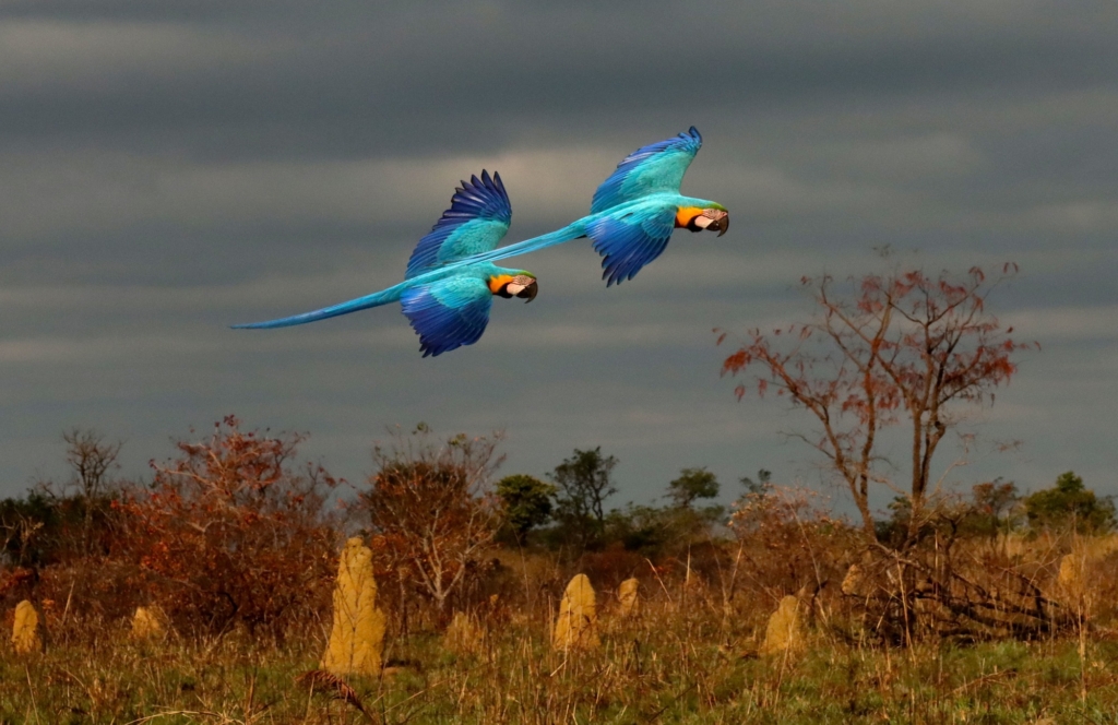 “VẸT MACAW GIỮA QUANG CẢNH THIÊN NHIÊN.” (Ảnh: Đăng dưới sự cho phép của anh Christian Spencer)