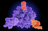 Hàng triệu người vẫn phải tự chăm sóc bản thân sau hệ quả từ tổn thương do protein gai. Hình minh họa protein gai của SARS-CoV-2. (Ảnh: Juan Gaertner/Shutterstock)