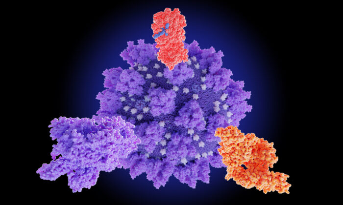 Hàng triệu người vẫn phải tự chăm sóc bản thân sau hệ quả từ tổn thương do protein gai. Hình minh họa protein gai của SARS-CoV-2. (Ảnh: Juan Gaertner/Shutterstock)