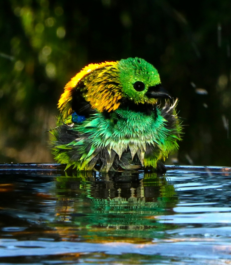 “HÌNH ẢNH PHẢN CHIẾU CHIM TANAGER.” (Ảnh: Đăng dưới sự cho phép của anh Christian Spencer)