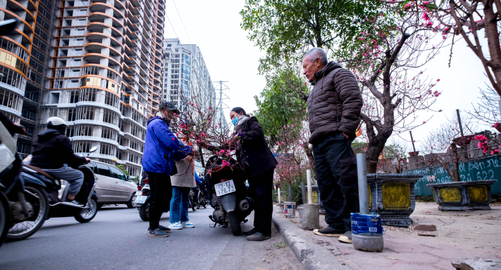 Nhộn nhịp vào vụ Tết tại vựa đào lớn thứ 2 Hà Nội