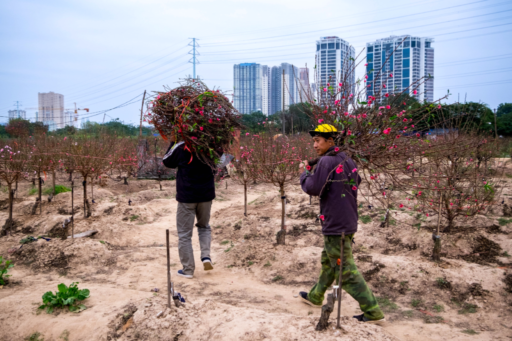 Nhộn nhịp vào vụ Tết tại vựa đào lớn thứ 2 Hà Nội