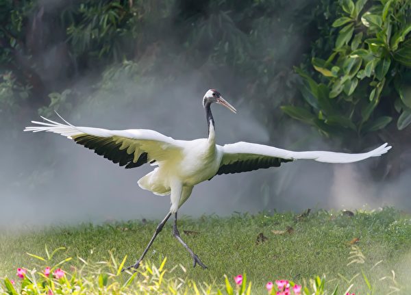 Chim hạc không quên ơn cứu mạng (Ảnh: Shutterstock)