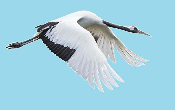 Chim hạc bay về hướng núi (Ảnh: Shutterstock)