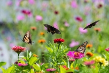 Đóa hoa nở rộ, sẽ hấp dẫn bướm nhẹ nhàng bay múa, khung cảnh thật tuyệt đẹp! (Ảnh: Shutterstock）
