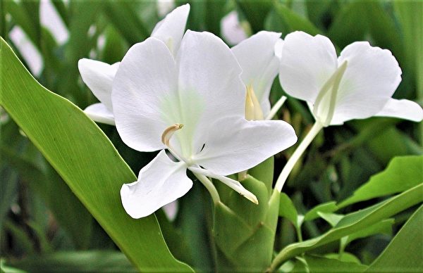 Hoa dã khương nở rộ, tỏa hương thơm mát, bông hoa màu trắng tựa như cánh bướm trắng nhẹ nhàng bay múa. (Ảnh: Tiết Giai Nạp Lam/ Epoch Times).