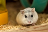 Một phụ nữ người Anh có tên Helen Ellwood cho biết bà đã nhìn thấy linh hồn của một con chuột hamster bay lên khi nó chết. Ảnh chỉ mang tính minh họa. (Ảnh: Pixabay)