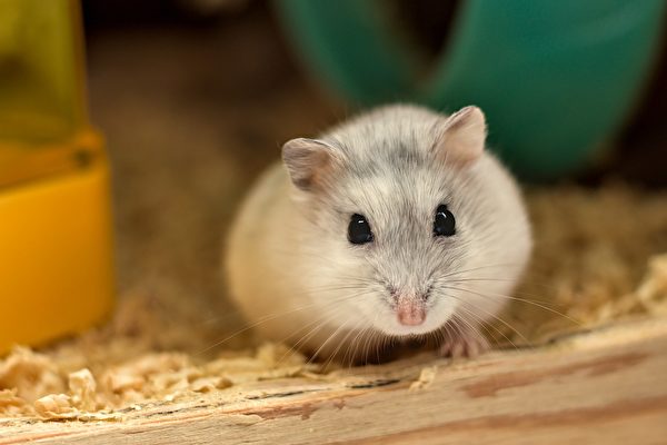 Chứng kiến ​​cái chết của chuột hamster, cuộc đời người phụ nữ Anh thay đổi mãi mãi