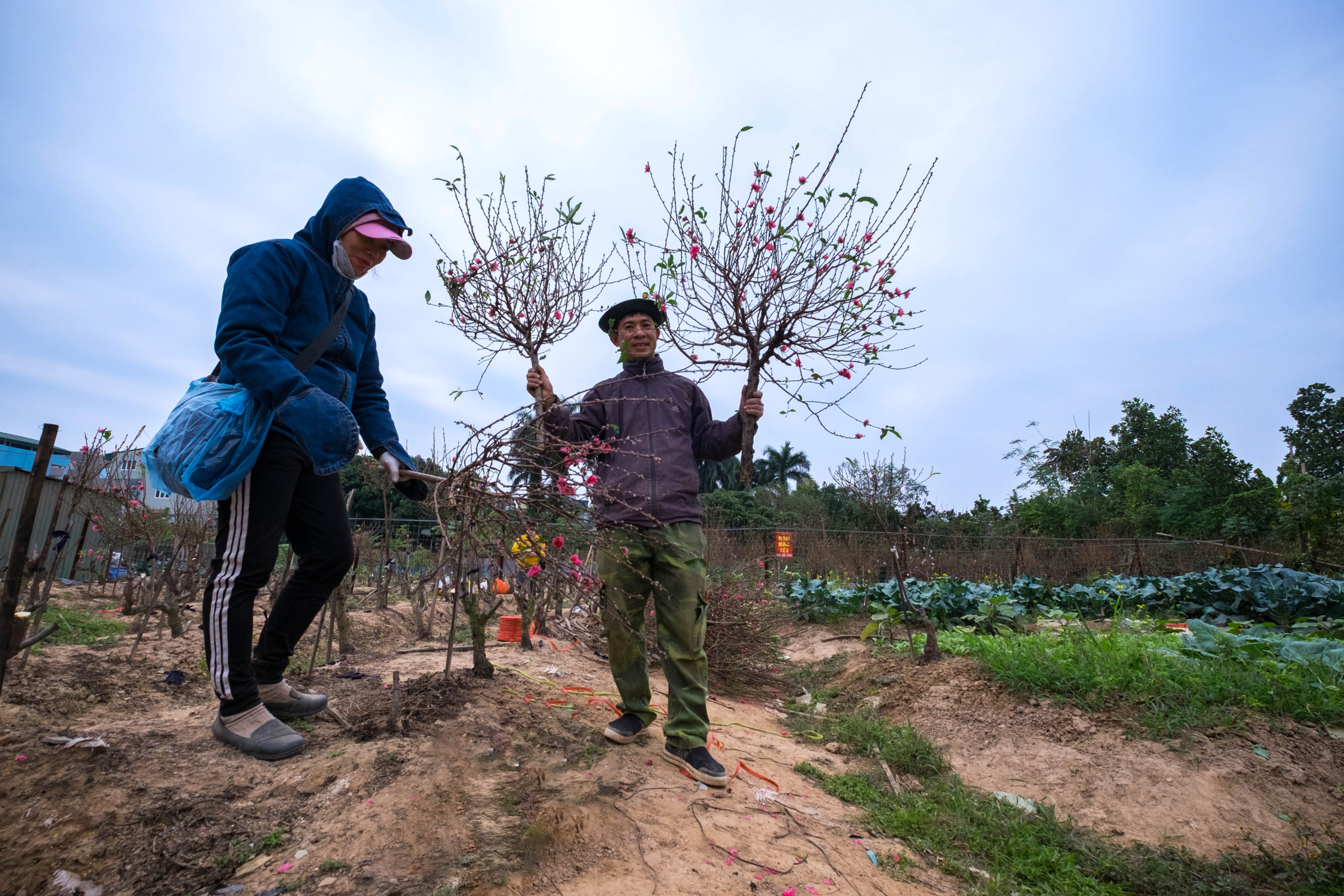 Nhộn nhịp vào vụ Tết tại vựa đào lớn thứ 2 Hà Nội