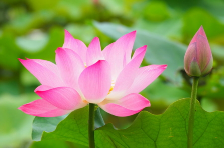 Vạn vật đều có linh: Niệm khởi hoa sen khai