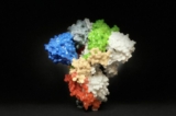 Bản in 3D protein gai trên bề mặt của SARS-CoV-2. Protein gai bao phủ bề mặt của SARS-CoV-2, giúp virus xâm nhập và lây nhiễm vào tế bào người. (Ảnh: NIH)