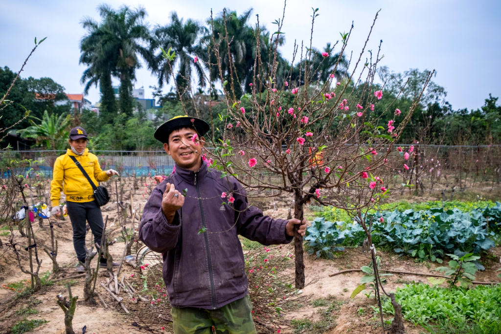 Nhộn nhịp vào vụ Tết tại vựa đào lớn thứ 2 Hà Nội