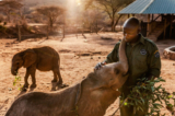 Giữa đợt hạn hán tồi tệ nhất trong 40 năm qua ở Đông Phi khiến hàng triệu người và động vật hoang dã đứng trước bờ vực chết đói, một chú voi con mồ côi được chăm sóc tại Khu bảo tồn Voi Reteti ở Samburu, Kenya, vào ngày 12/10/2022. (Ảnh: Luis Tato/AFP qua Getty Images)